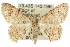 ( - 11ANIC-03642)  @12 [ ] CreativeCommons - Attribution (2011) ANIC/CBG Photography Group Centre for Biodiversity Genomics