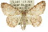  ( - 11ANIC-03644)  @13 [ ] CreativeCommons - Attribution (2011) ANIC/CBG Photography Group Centre for Biodiversity Genomics