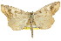  (Neogyne sp. ANIC1 - 11ANIC-03646)  @11 [ ] CreativeCommons - Attribution (2011) ANIC/CBG Photography Group Centre for Biodiversity Genomics