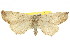  ( - 11ANIC-03647)  @11 [ ] CreativeCommons - Attribution (2011) ANIC/CBG Photography Group Centre for Biodiversity Genomics