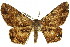  (Boarmia sp. ANIC11 - 11ANIC-03660)  @11 [ ] CreativeCommons - Attribution (2011) ANIC/CBG Photography Group Centre for Biodiversity Genomics