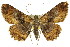  ( - 11ANIC-03667)  @13 [ ] CreativeCommons - Attribution (2011) ANIC/CBG Photography Group Centre for Biodiversity Genomics