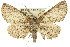  ( - 11ANIC-03677)  @15 [ ] CreativeCommons - Attribution (2011) ANIC/CBG Photography Group Centre for Biodiversity Genomics