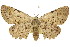  ( - 11ANIC-03678)  @11 [ ] CreativeCommons - Attribution (2011) ANIC/CBG Photography Group Centre for Biodiversity Genomics
