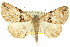  (Boarmia sp. ANIC13 - 11ANIC-03688)  @14 [ ] CreativeCommons - Attribution (2011) ANIC/CBG Photography Group Centre for Biodiversity Genomics