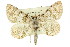  ( - 11ANIC-03690)  @11 [ ] CreativeCommons - Attribution (2011) ANIC/CBG Photography Group Centre for Biodiversity Genomics