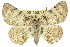 (Boarmia crimnodes - 11ANIC-03691)  @11 [ ] CreativeCommons - Attribution (2011) ANIC/CBG Photography Group Centre for Biodiversity Genomics