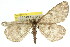 ( - 11ANIC-03693)  @12 [ ] CreativeCommons - Attribution (2011) ANIC/CBG Photography Group Centre for Biodiversity Genomics