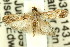  ( - 11ANIC-03708)  @11 [ ] CreativeCommons - Attribution (2011) ANIC/CBG Photography Group Centre for Biodiversity Genomics
