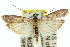  ( - 11ANIC-03719)  @13 [ ] CreativeCommons - Attribution (2011) ANIC/CBG Photography Group Centre for Biodiversity Genomics