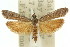  ( - 11ANIC-03726)  @11 [ ] CreativeCommons - Attribution (2011) ANIC/CBG Photography Group Centre for Biodiversity Genomics