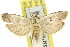  (Phycitodes melanosticta - 11ANIC-03739)  @15 [ ] CreativeCommons - Attribution (2011) ANIC/CBG Photography Group Centre for Biodiversity Genomics