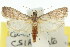  ( - 11ANIC-03749)  @14 [ ] CreativeCommons - Attribution (2011) ANIC/CBG Photography Group Centre for Biodiversity Genomics