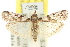  ( - 11ANIC-03765)  @11 [ ] CreativeCommons - Attribution (2011) ANIC/CBG Photography Group Centre for Biodiversity Genomics