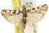  ( - 11ANIC-03770)  @11 [ ] CreativeCommons - Attribution (2011) ANIC/CBG Photography Group Centre for Biodiversity Genomics
