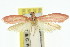  ( - 11ANIC-03799)  @11 [ ] CreativeCommons - Attribution (2011) ANIC/CBG Photography Group Centre for Biodiversity Genomics