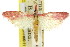  ( - 11ANIC-03800)  @11 [ ] CreativeCommons - Attribution (2011) ANIC/CBG Photography Group Centre for Biodiversity Genomics
