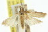  ( - 11ANIC-03808)  @11 [ ] CreativeCommons - Attribution (2011) ANIC/CBG Photography Group Centre for Biodiversity Genomics