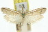  ( - 11ANIC-03809)  @11 [ ] CreativeCommons - Attribution (2011) ANIC/CBG Photography Group Centre for Biodiversity Genomics
