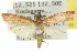  ( - 11ANIC-03816)  @13 [ ] CreativeCommons - Attribution (2011) ANIC/CBG Photography Group Centre for Biodiversity Genomics