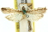  ( - 11ANIC-03839)  @11 [ ] CreativeCommons - Attribution (2011) ANIC/CBG Photography Group Centre for Biodiversity Genomics