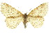  ( - 11ANIC-03896)  @11 [ ] CreativeCommons - Attribution (2011) ANIC/CBG Photography Group Centre for Biodiversity Genomics
