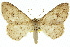 ( - 11ANIC-03898)  @11 [ ] CreativeCommons - Attribution (2011) ANIC/CBG Photography Group Centre for Biodiversity Genomics