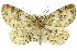  ( - 11ANIC-03899)  @11 [ ] CreativeCommons - Attribution (2011) ANIC/CBG Photography Group Centre for Biodiversity Genomics