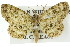  ( - 11ANIC-03900)  @13 [ ] CreativeCommons - Attribution (2011) ANIC/CBG Photography Group Centre for Biodiversity Genomics