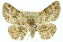  ( - 11ANIC-03902)  @11 [ ] CreativeCommons - Attribution (2011) ANIC/CBG Photography Group Centre for Biodiversity Genomics