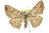 ( - 11ANIC-03905)  @13 [ ] CreativeCommons - Attribution (2011) ANIC/CBG Photography Group Centre for Biodiversity Genomics