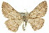 ( - 11ANIC-03906)  @13 [ ] CreativeCommons - Attribution (2011) ANIC/CBG Photography Group Centre for Biodiversity Genomics