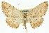  ( - 11ANIC-03909)  @14 [ ] CreativeCommons - Attribution (2011) ANIC/CBG Photography Group Centre for Biodiversity Genomics