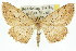  (Ectropis aganopa - 11ANIC-03912)  @15 [ ] CreativeCommons - Attribution (2011) ANIC/CBG Photography Group Centre for Biodiversity Genomics
