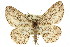  ( - 11ANIC-03927)  @13 [ ] CreativeCommons - Attribution (2011) ANIC/CBG Photography Group Centre for Biodiversity Genomics