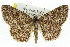  ( - 11ANIC-03928)  @14 [ ] CreativeCommons - Attribution (2011) ANIC/CBG Photography Group Centre for Biodiversity Genomics