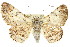  ( - 11ANIC-03936)  @14 [ ] CreativeCommons - Attribution (2011) ANIC/CBG Photography Group Centre for Biodiversity Genomics