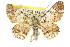  ( - 11ANIC-03938)  @14 [ ] CreativeCommons - Attribution (2011) ANIC/CBG Photography Group Centre for Biodiversity Genomics