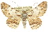  ( - 11ANIC-03939)  @15 [ ] CreativeCommons - Attribution (2011) ANIC/CBG Photography Group Centre for Biodiversity Genomics