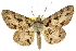  ( - 11ANIC-03941)  @13 [ ] CreativeCommons - Attribution (2011) ANIC/CBG Photography Group Centre for Biodiversity Genomics