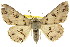  ( - 11ANIC-03949)  @14 [ ] CreativeCommons - Attribution (2011) ANIC/CBG Photography Group Centre for Biodiversity Genomics