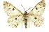  (Cleora lacteata - 11ANIC-03955)  @15 [ ] CreativeCommons - Attribution (2011) ANIC/CBG Photography Group Centre for Biodiversity Genomics