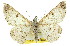  ( - 11ANIC-03956)  @11 [ ] CreativeCommons - Attribution (2011) ANIC/CBG Photography Group Centre for Biodiversity Genomics
