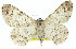  ( - 11ANIC-03957)  @14 [ ] CreativeCommons - Attribution (2011) ANIC/CBG Photography Group Centre for Biodiversity Genomics