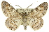  (Cleora decisaria - 11ANIC-03963)  @15 [ ] CreativeCommons - Attribution (2011) ANIC/CBG Photography Group Centre for Biodiversity Genomics