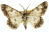  ( - 11ANIC-03965)  @11 [ ] CreativeCommons - Attribution (2011) ANIC/CBG Photography Group Centre for Biodiversity Genomics