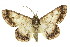  ( - 11ANIC-03966)  @11 [ ] CreativeCommons - Attribution (2011) ANIC/CBG Photography Group Centre for Biodiversity Genomics