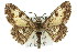  (Cleora displicata - 11ANIC-03975)  @15 [ ] CreativeCommons - Attribution (2011) ANIC/CBG Photography Group Centre for Biodiversity Genomics