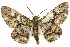  (Cleora foldfinchi - 11ANIC-03984)  @15 [ ] CreativeCommons - Attribution (2011) ANIC/CBG Photography Group Centre for Biodiversity Genomics