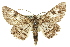  (Cleora godeffroyi - 11ANIC-03987)  @15 [ ] CreativeCommons - Attribution (2011) ANIC/CBG Photography Group Centre for Biodiversity Genomics